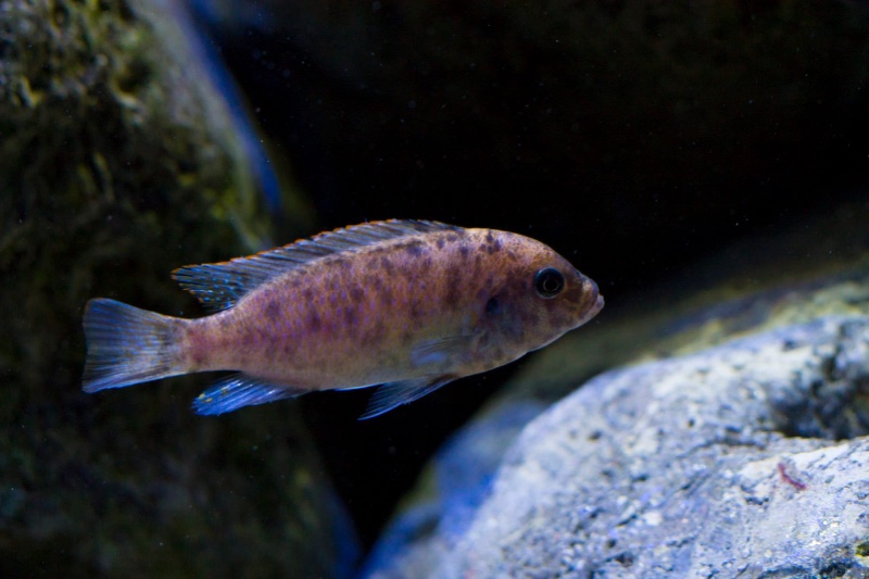 Maylandia zebra 'Mitande Reef (Rocks)'